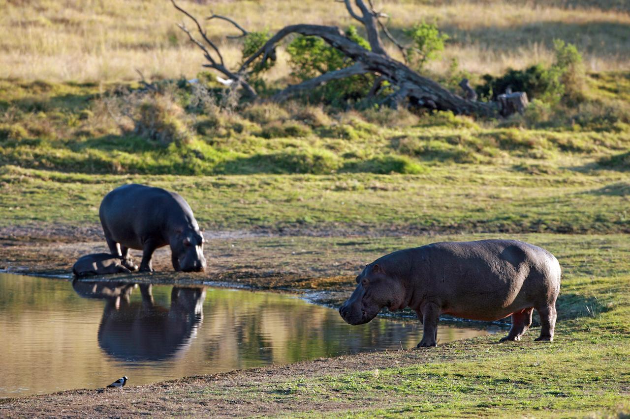 Lalibela Game Reserve Mark'S Camp Grahamstown Exteriér fotografie