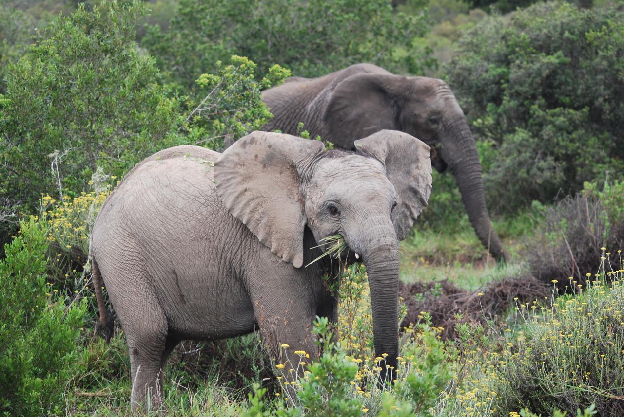 Lalibela Game Reserve Mark'S Camp Grahamstown Exteriér fotografie