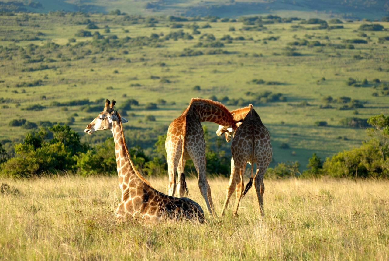 Lalibela Game Reserve Mark'S Camp Grahamstown Exteriér fotografie