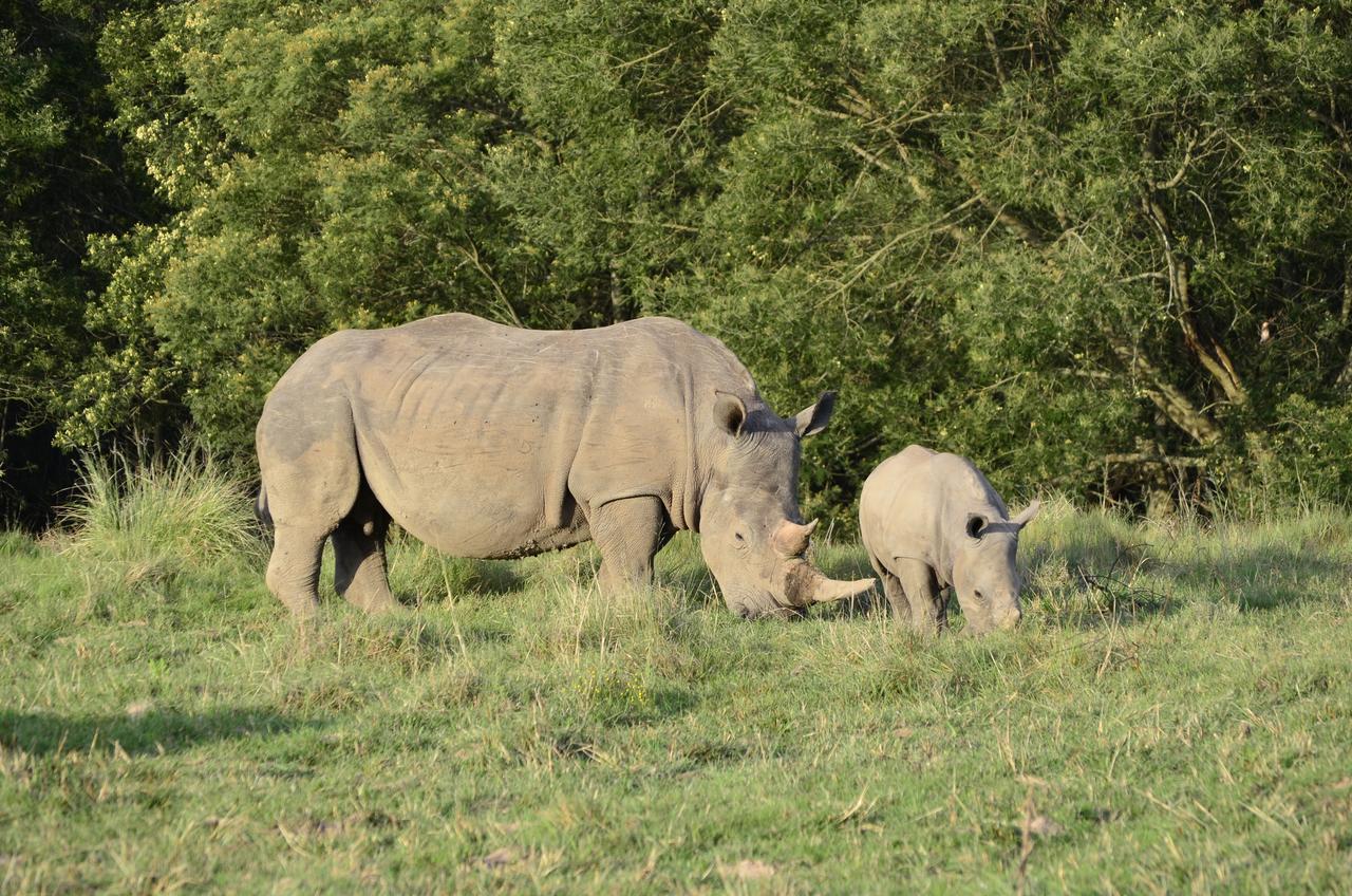 Lalibela Game Reserve Mark'S Camp Grahamstown Exteriér fotografie