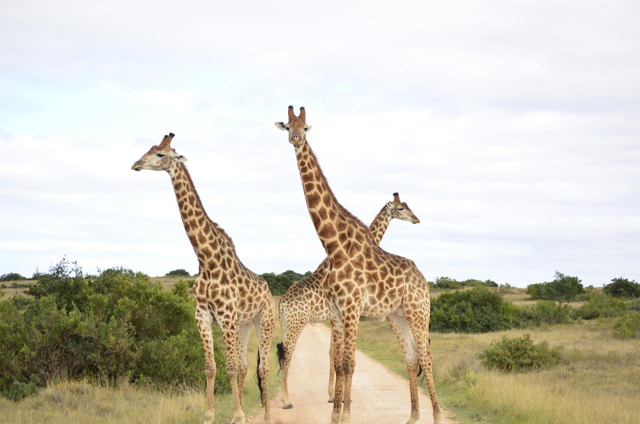Lalibela Game Reserve Mark'S Camp Grahamstown Exteriér fotografie
