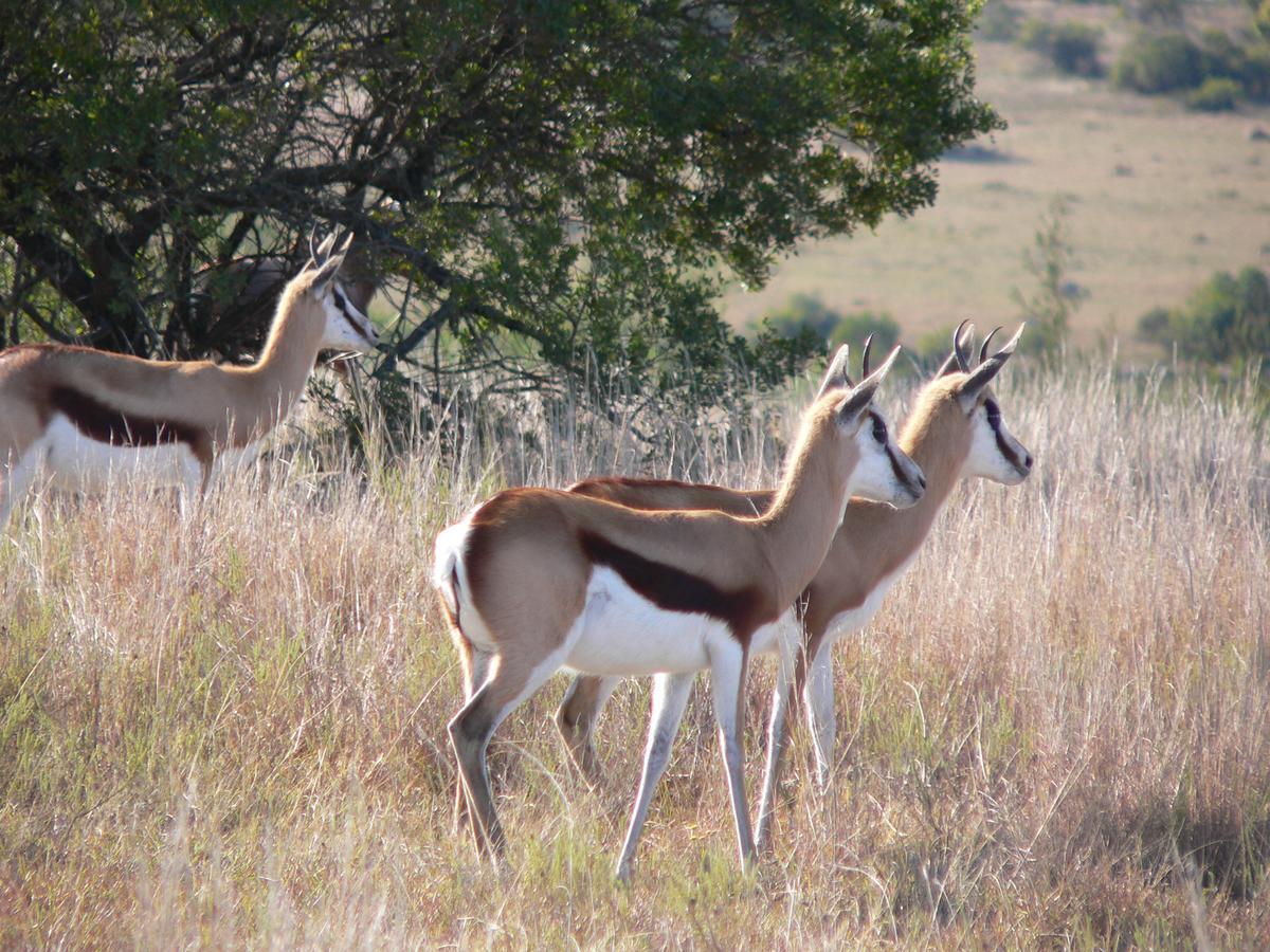 Lalibela Game Reserve Mark'S Camp Grahamstown Exteriér fotografie